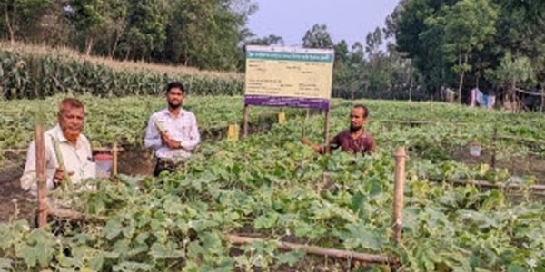 খানসামায় বিষমুক্ত সবজি চাষে সফল কৃষক নুরুল